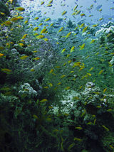 Reef VIII
