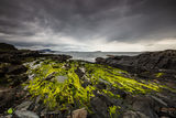 Seaweed & Rock