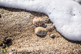 Shells & Wave - rev