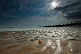 Shoreline Shells II