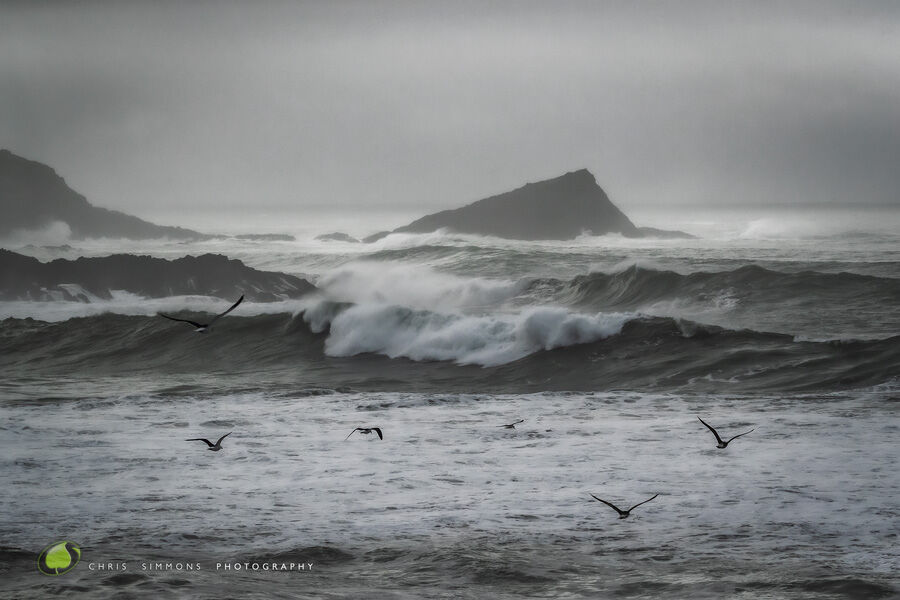 Storm Greys & Gulls II - Art
