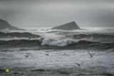 Storm Greys & Gulls II - Art