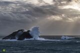 Storm Gulls III