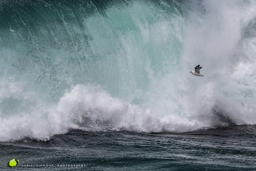 Summer Storm Fulmar