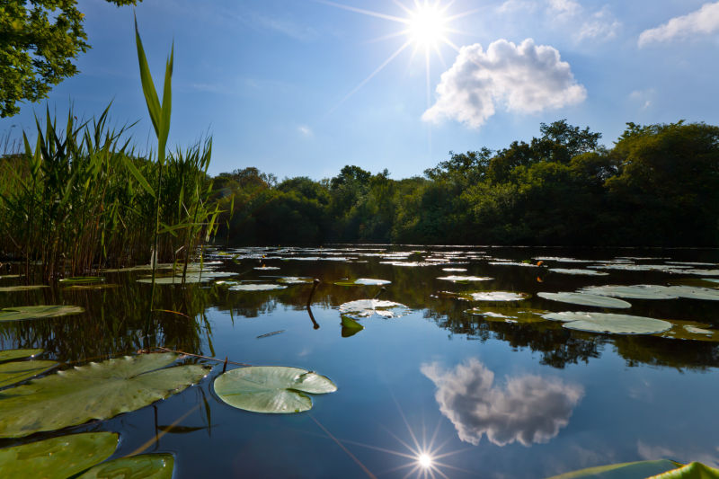 Wake Pond Reflections
