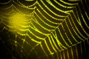 Dew Web
