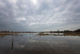Welney Marshes
