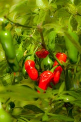 Wet Chillies