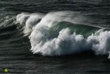 Winter Roll I