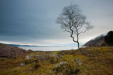Wintered Tree