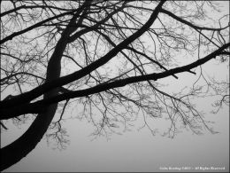 Fog descended at Islandbridge, Dublin
