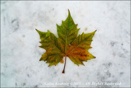 Maple Leaf on Snow