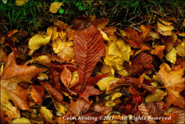 Autumnal Leaves