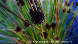 Reeds in flower at roadside.