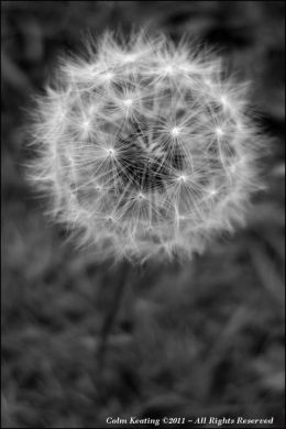 A break from the Fleadh Cheoil, Cavan 2011