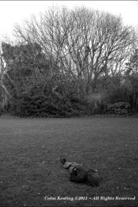 Sun bathing Irish style!