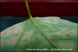 A freshly fallen Leaf...