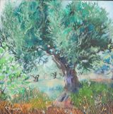 Portuguese Olive Tree