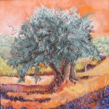 Olive Tree, Portugal