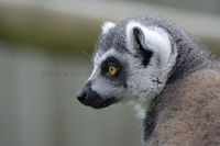 'Ring-Tailed Lemur'