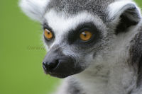 'Ring-Tailed Lemur'
