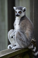 'Ring-Tailed Lemur'