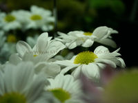 'Chrysanthemum Reflection'