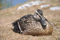 'Female Mallard'