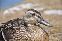 'Female Mallard'