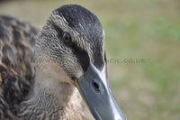 'Young Female Mallard'