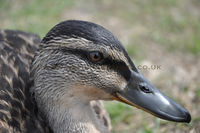 'Young Female Mallard'