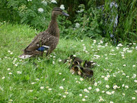 'Female Mallard & Ducklings'