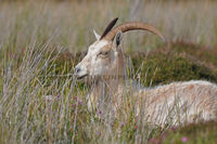 'Feral Goat'