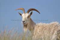 'Feral Goat'