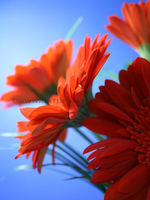 'Hazy Gerbera's'