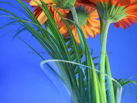 'Gerbera's in a Vase'