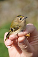 'Goldcrest'
