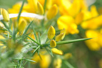 'Gorse'