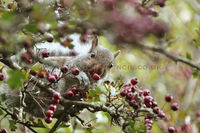 Nature in Photographs