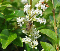 'Honey Bee on Privet Flowers'