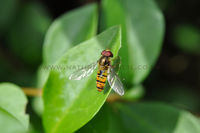 'Hoverfly'