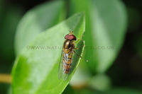 'Hoverfly'