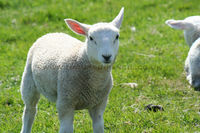 'Lamb'