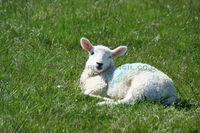 'Lazy Lamb'