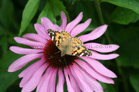 'Painted Lady Butterfly on Echinacea Flower'