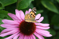 'Painted Lady Butterfly on Echinacea Flower'