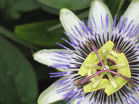 'Passion Flower'