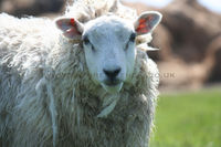 'Sheep on Lundy Island, North Devon'