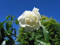 'White Rose'