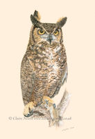 Great Horned Owl